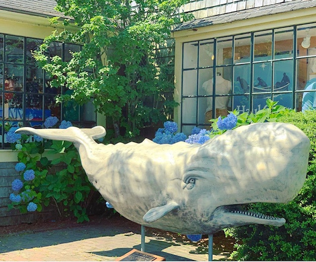 Hydrangea Spotting on Nantucket